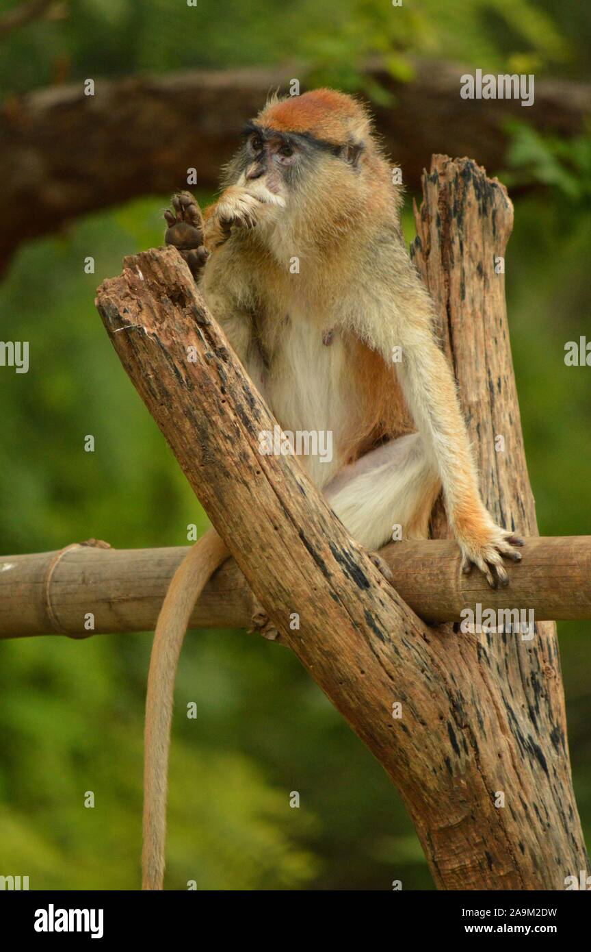 Patas monkey on a branch Stock Photo