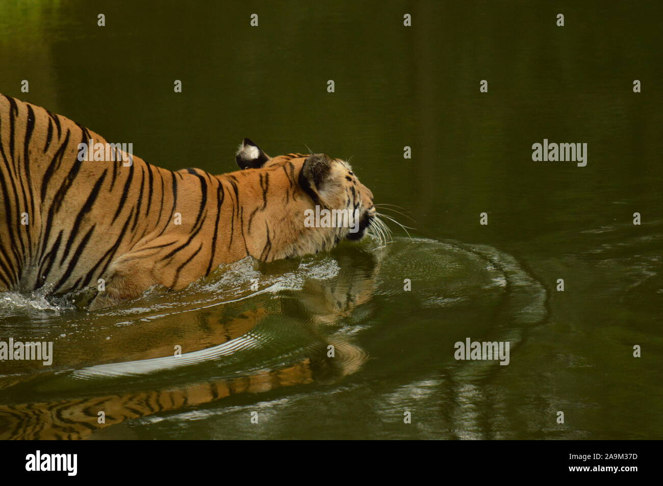 Royal Benagal Tiger of India in water Stock Photo