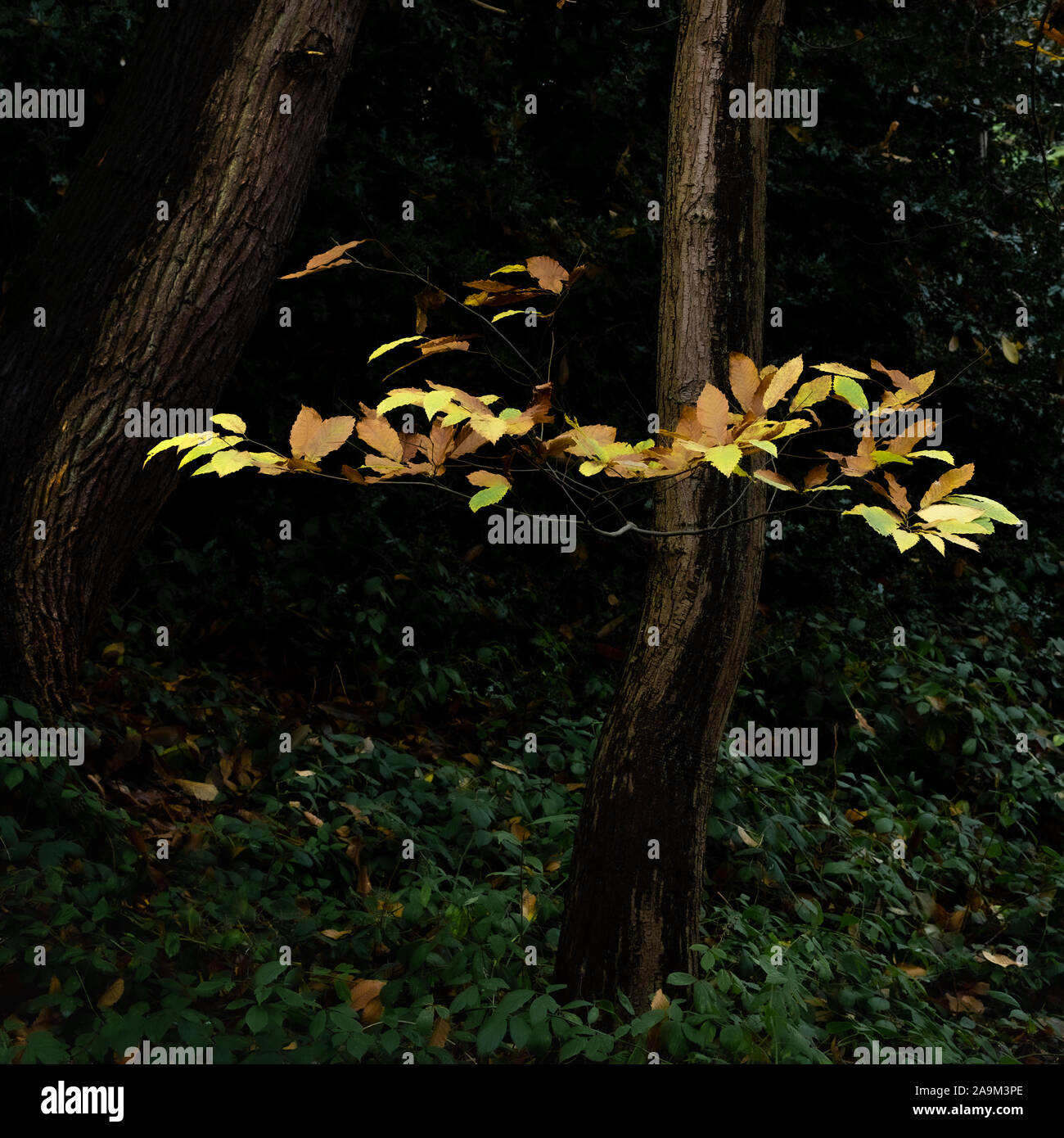 Wood leaves hi-res stock photography and images - Alamy