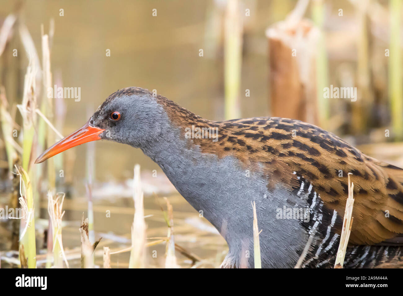 Close, side view of the secretive, UK water rail wading bird (Rallus aquaticus) isolated outdoors skulking in wild, wetlands water reeds. Stock Photo