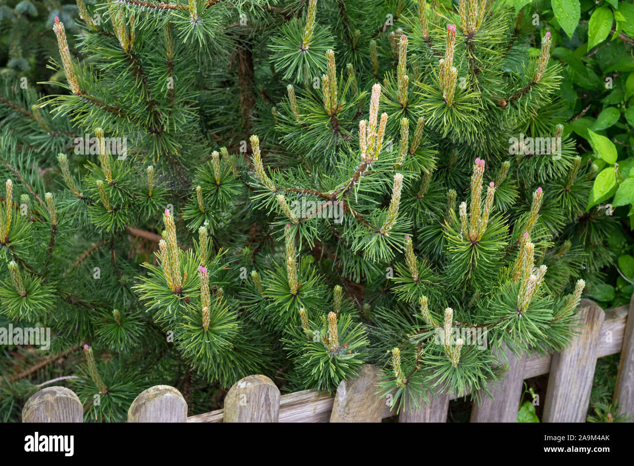 Pinus mugo mughus (dwarf mountain pine) during springtime with young shoots and developing female cones Stock Photo