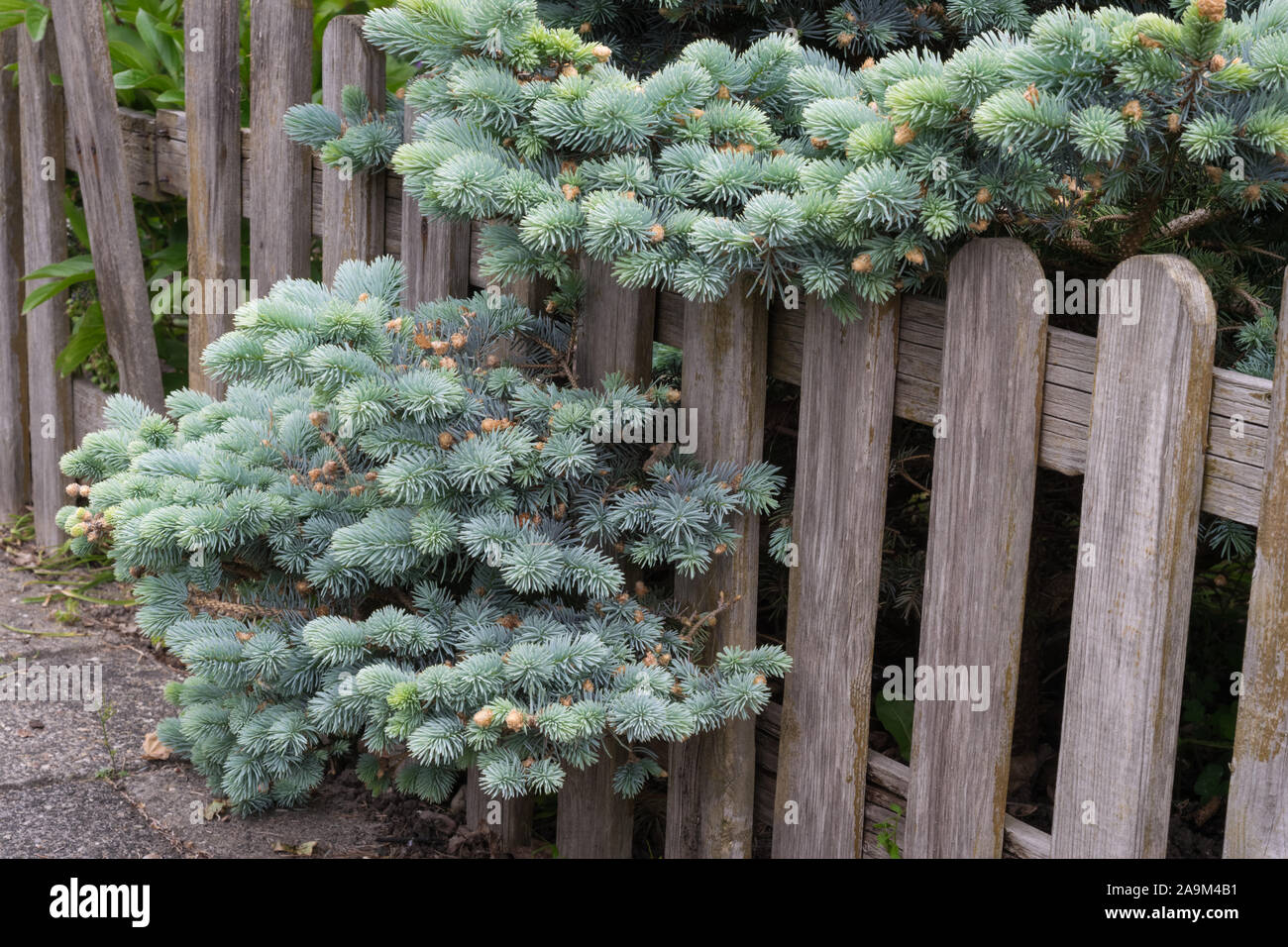 Picea pungens 'Glauca Prostrata' (spreading or creeping dwarf Colorado spruce) growing through a wooden fence in an urban garden. Beautiful silver blu Stock Photo