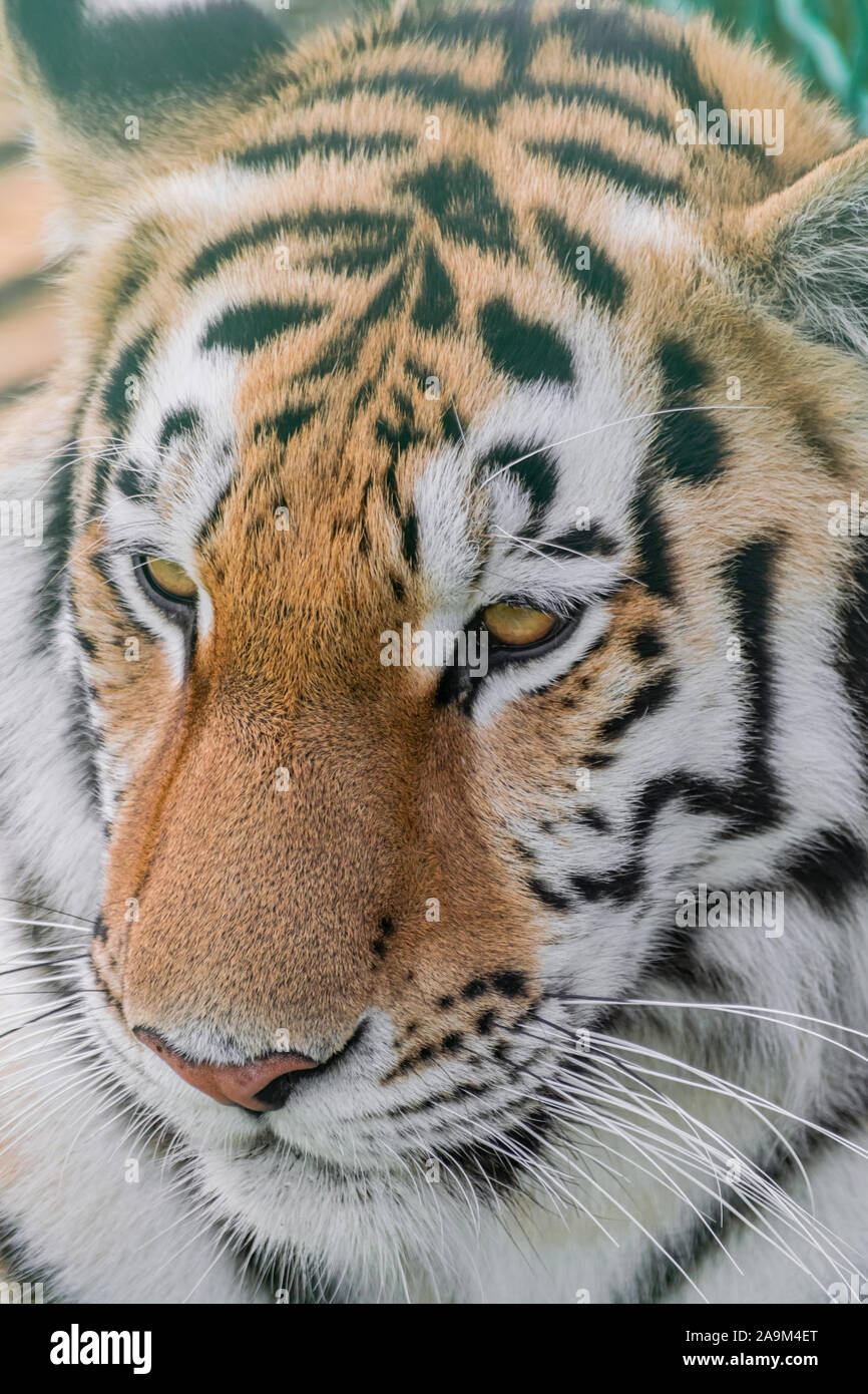Siberian tiger, (Panthera tigris altaica), head portrait Stock Photo ...