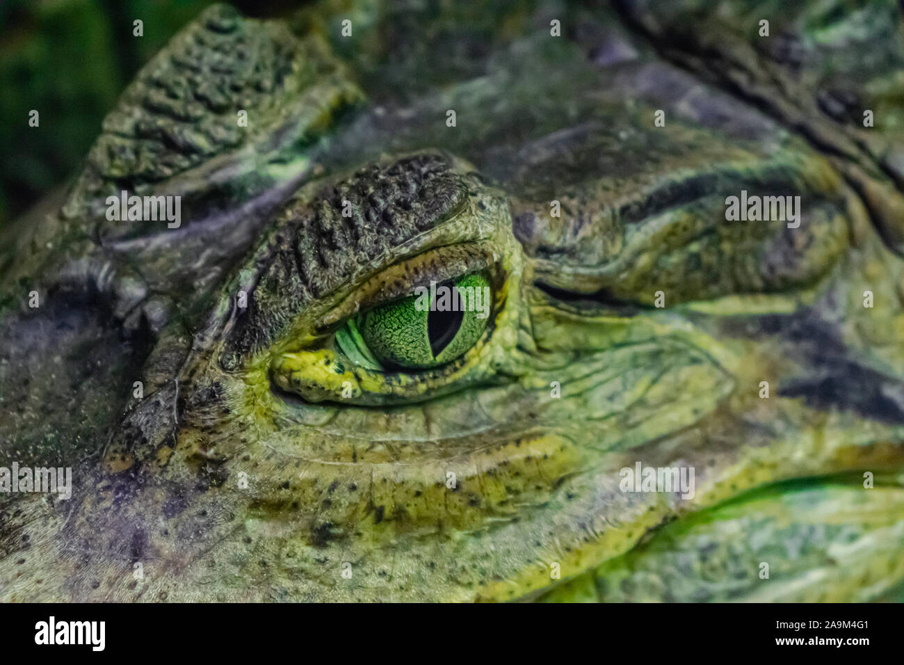 spectacled caiman (Caiman crocodilus), eye close view Stock Photo