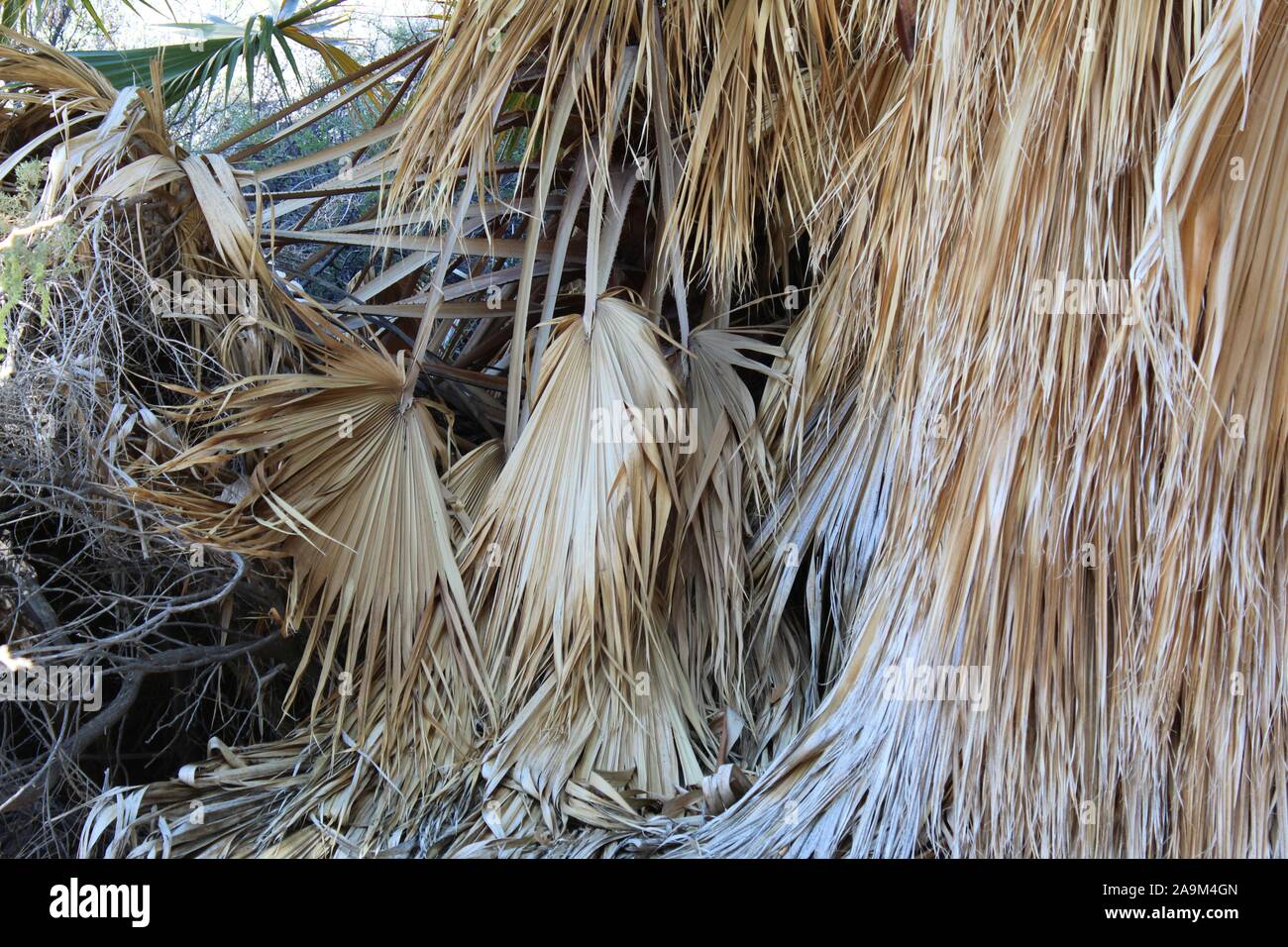 Marcescent fronds of the California Fan Palm, Washingtonia Filifera at Cottonwood Spring of Joshua Tree National Park in the Colorado Desert. Stock Photo