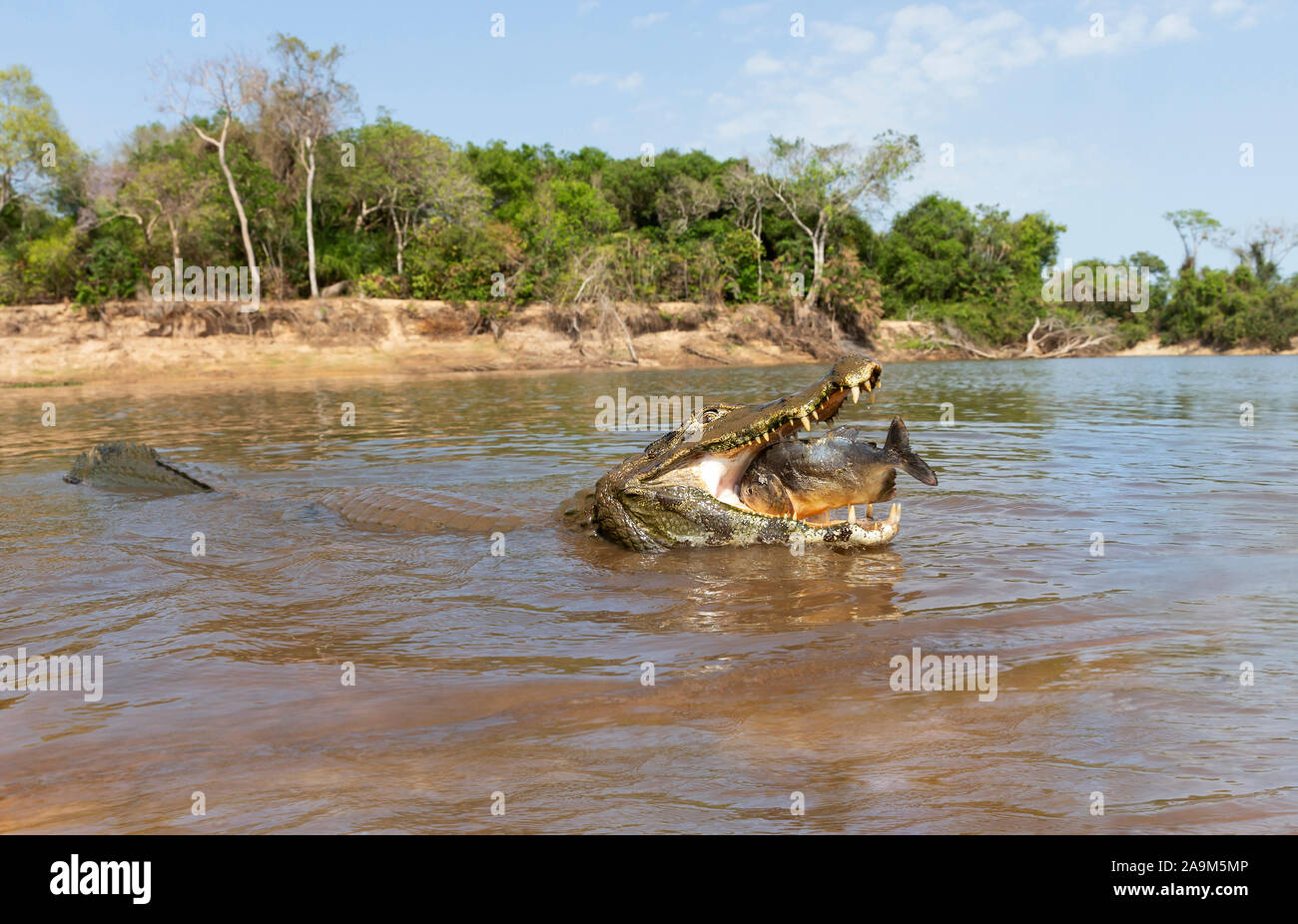 Close up of a Yacare caiman (Caiman yacare) eating piranha, South Pantanal, Brazil. Stock Photo