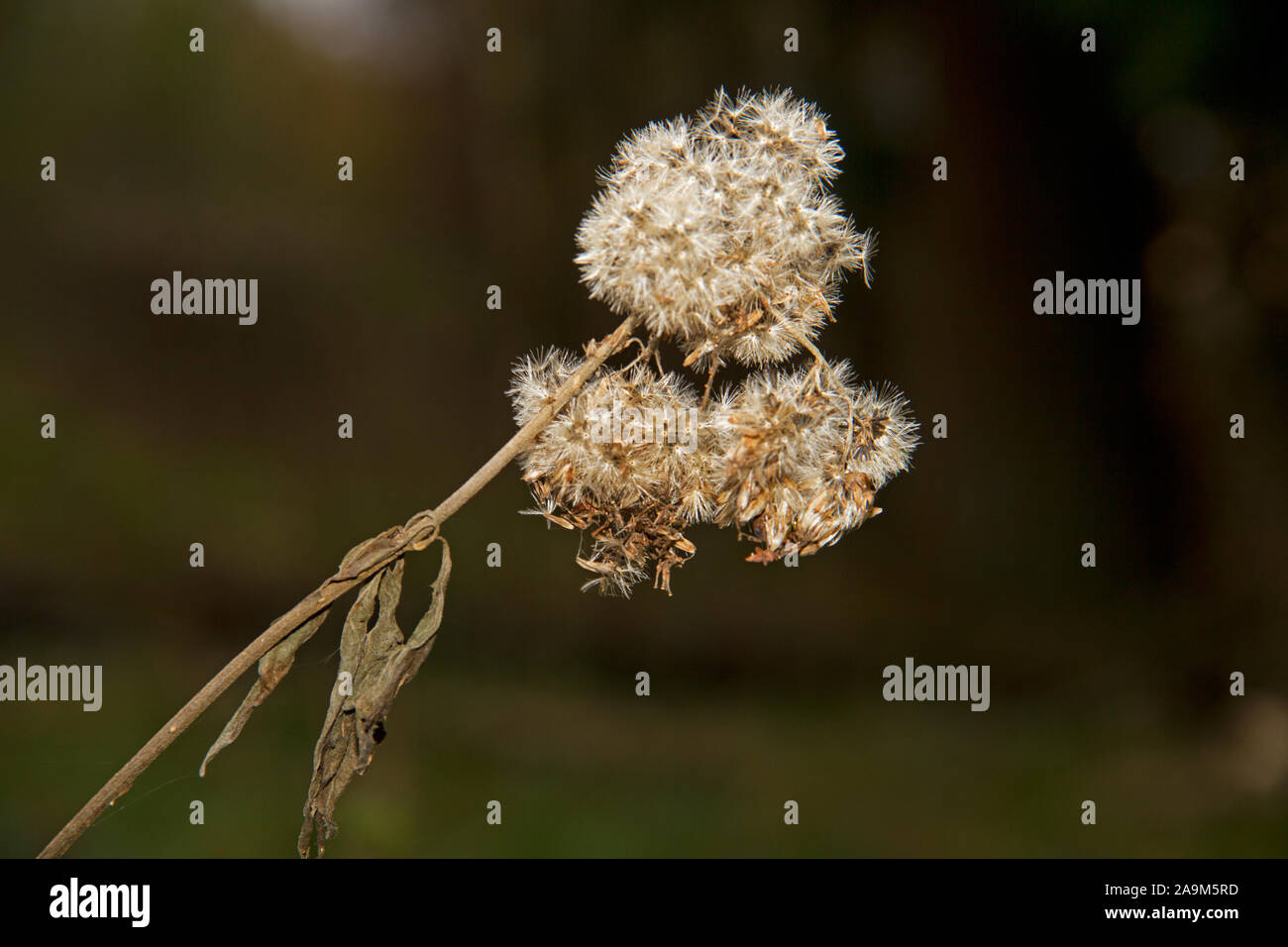 Close-up of a withered flower head of Ragwort, Senecio jacobaea Stock Photo