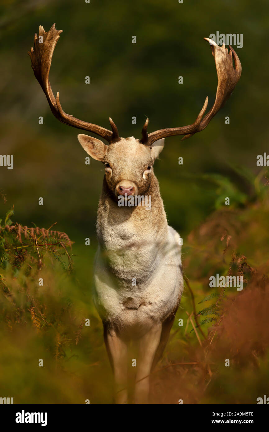 Close up of a Fallow deer (Dama dama) in autumn, UK. Stock Photo