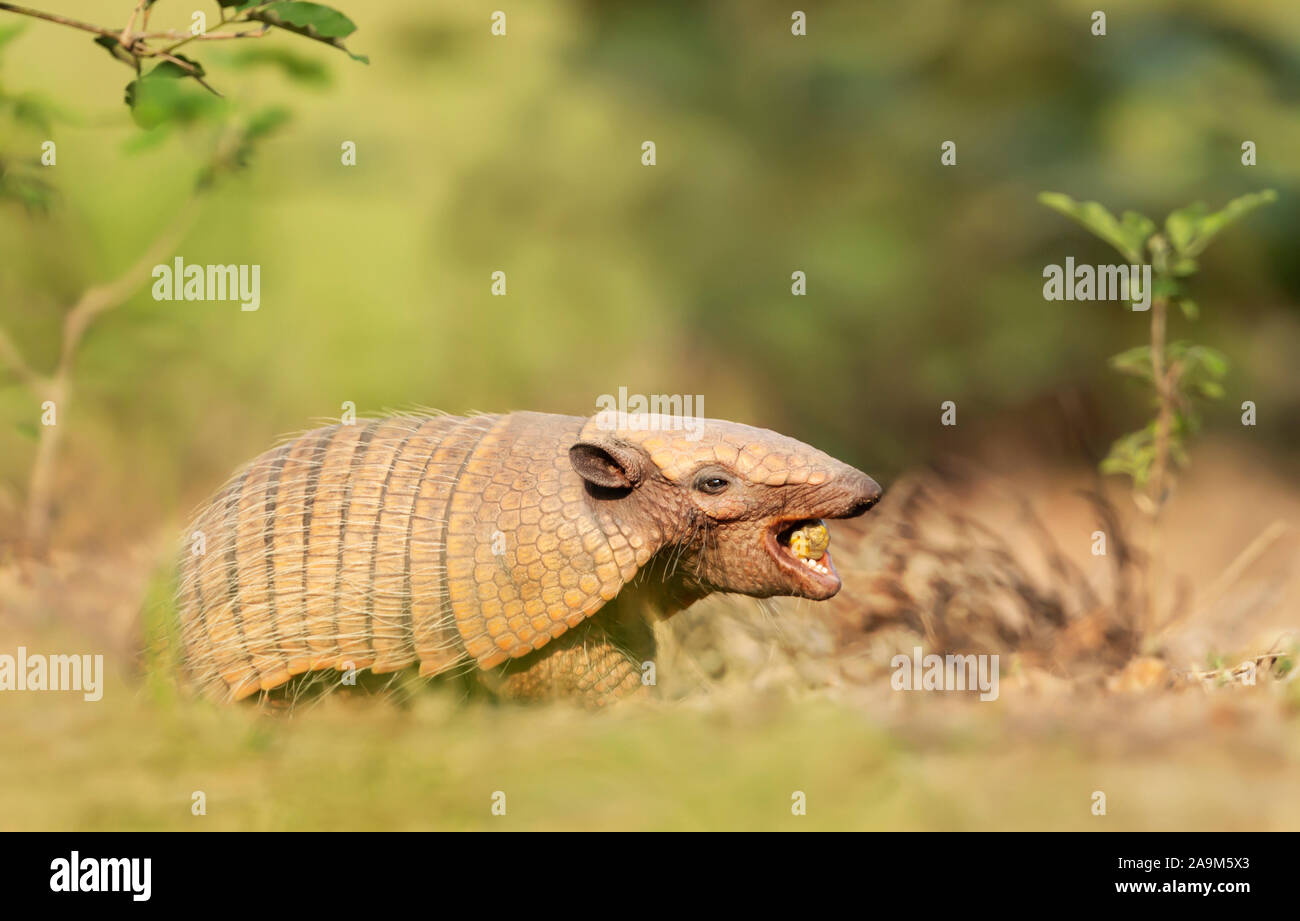 Close up of a Six-banded armadillo (Euphractus sexcinctus) eating palm fruit in South Pantanal, Brazil. Stock Photo