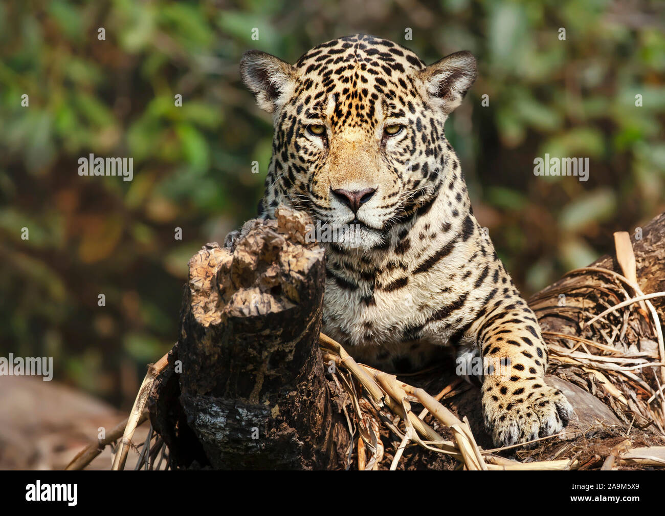 Close up of a Jaguar lying on a fallen tree, Pantanal, Brazil. Stock Photo