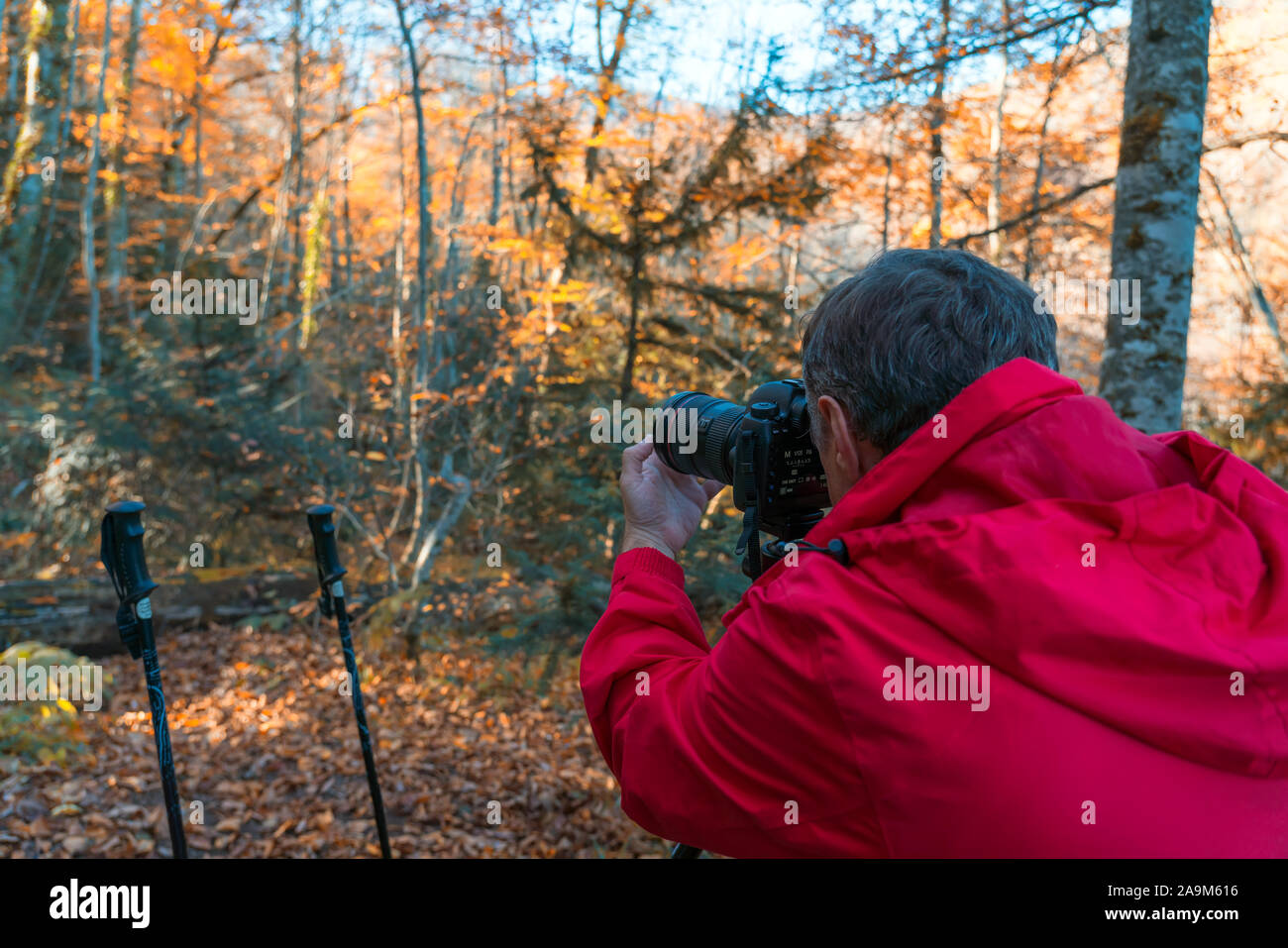 Nature photographer take a picture in the autumn forest Stock Photo - Alamy