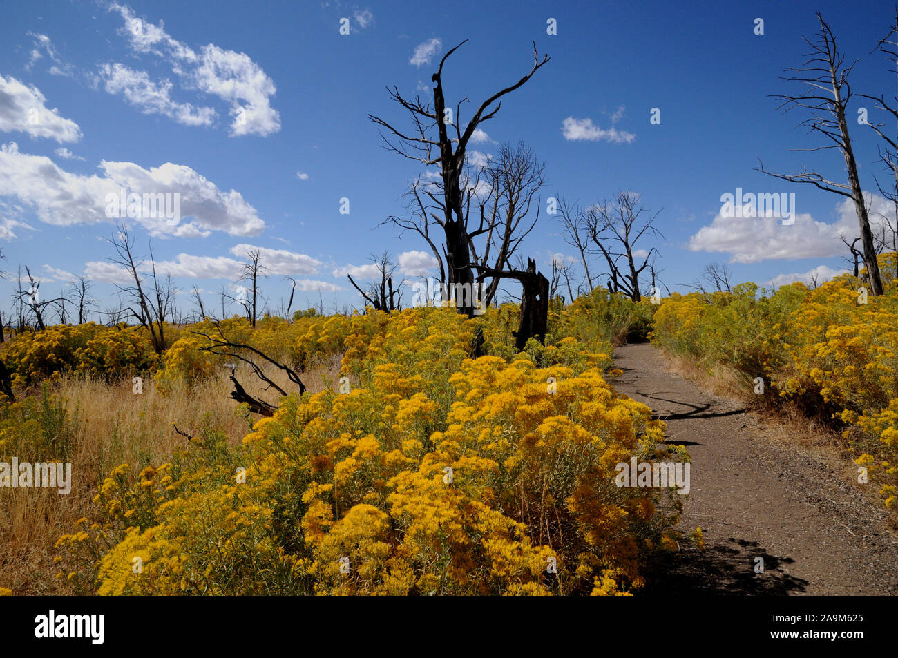 Badger House Trail at Wetherill Mesa, Mesa Verde National Park. The