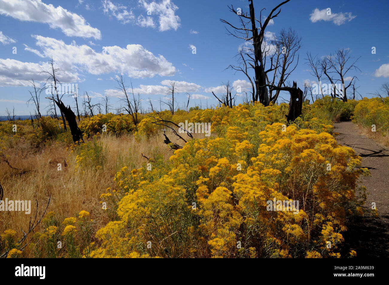 Badger House Trail at Wetherill Mesa, Mesa Verde National Park. The