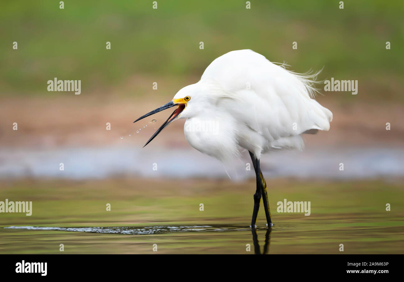 Close up of a snowy egret (Egretta thula) catching fish, Pantanal, Brazil. Stock Photo