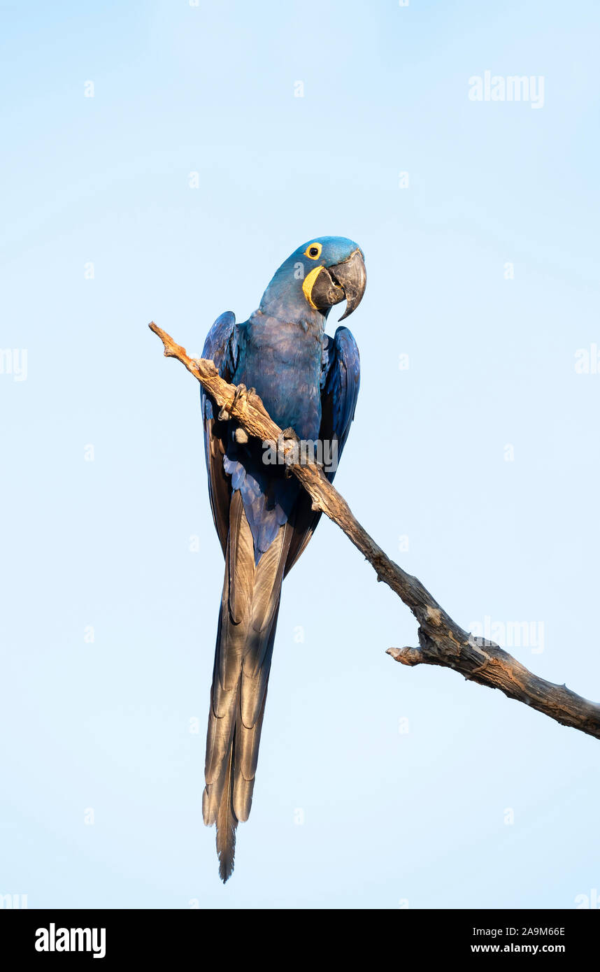 Close up of a Hyacinth macaw perched in a tree, South Pantanal, Brazil. Stock Photo