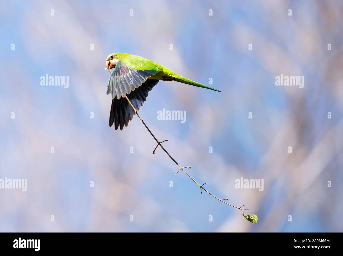 Monk parakeet in flight with the nesting material, Pantanal, Brazil. Stock Photo