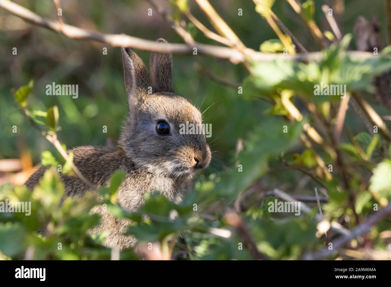 Close up cute wild baby UK rabbit (Oryctolagus cuniculus) isolated outdoors hiding in UK woodland undergrowth, peeping out from shadows. Easter bunny. Stock Photo