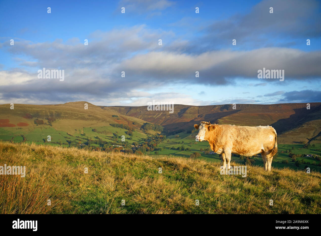 UK,Derbyshire,Peak District,Lone Cow on the Great Ridge overlooking The Vale of Edale and Kinder Scout Stock Photo