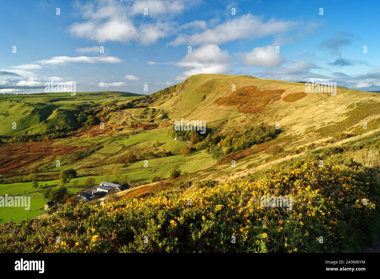 UK,Derbyshire,Peak District,Mam Tor with Gorse on the side of the Great Ridge. Stock Photo