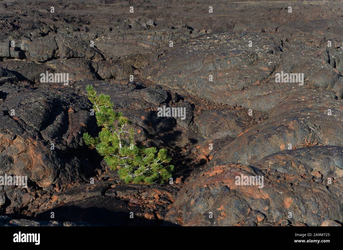 Trouble Life, Tree standalone at Crater of the Moon, Idaho Stock Photo