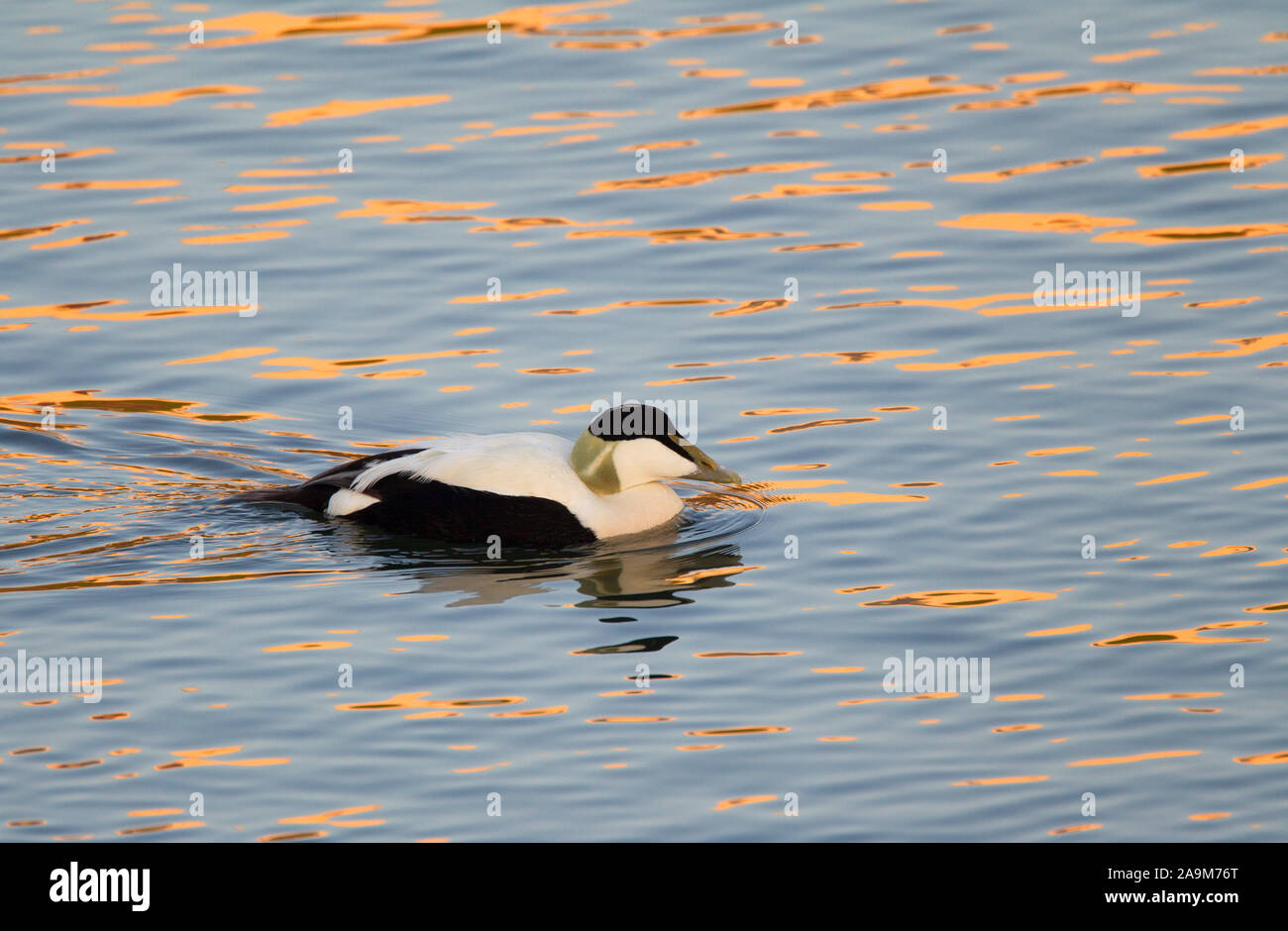 Common Eider, Somateria mollissima,  Single adult male swimming in harbour. Seahouses, Northumberland, UK. Stock Photo