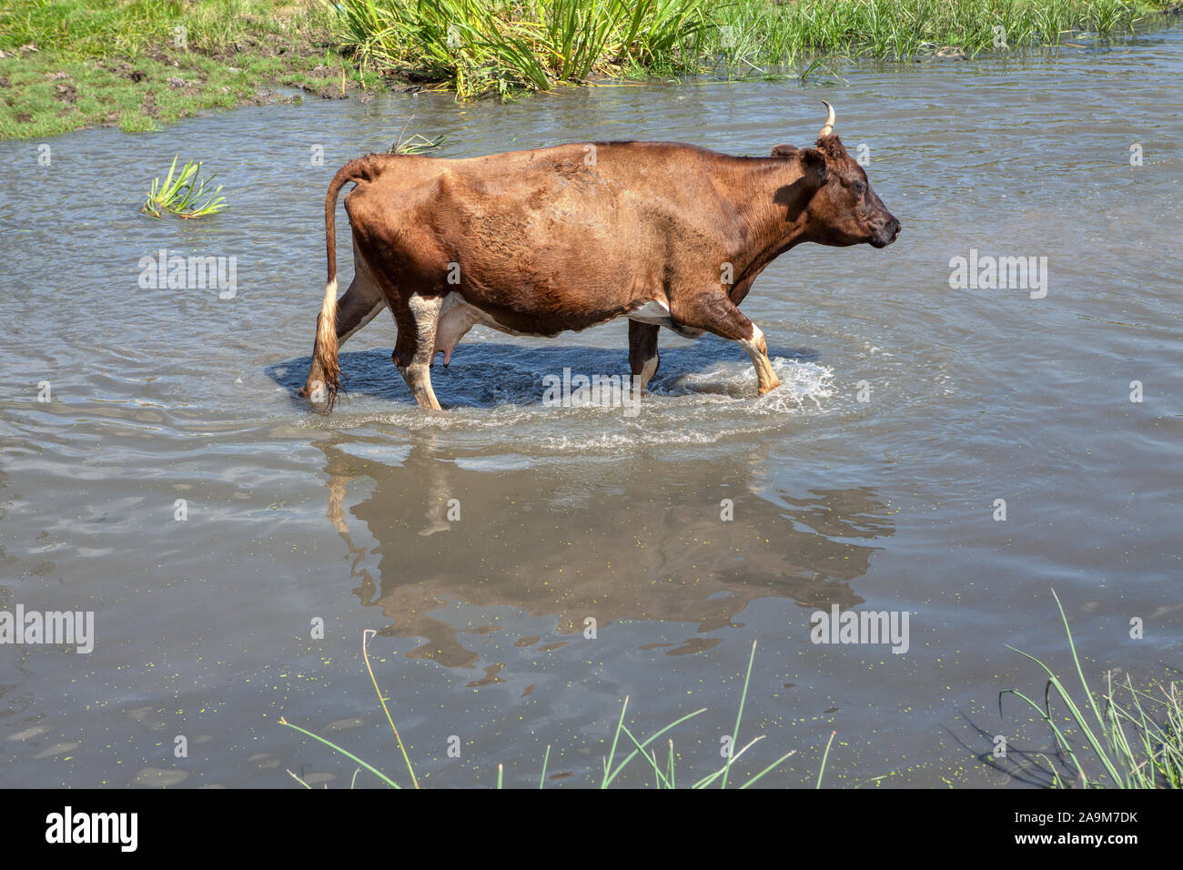 summer scenery with cow walking in the water Stock Photo