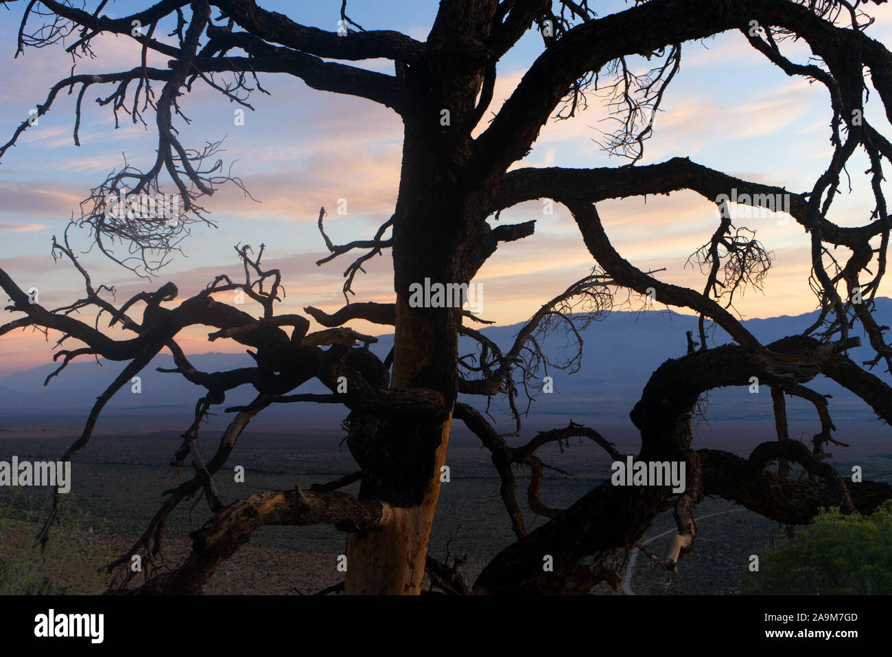 Tree and Landscapes Nevada, Morning, Somewhere in Nevada at the rising sun Stock Photo