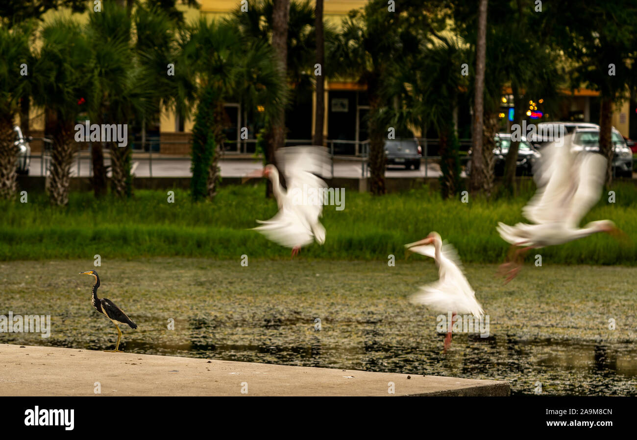 Ducks, Ibis and Anhingas all around the pond at the park. Stock Photo