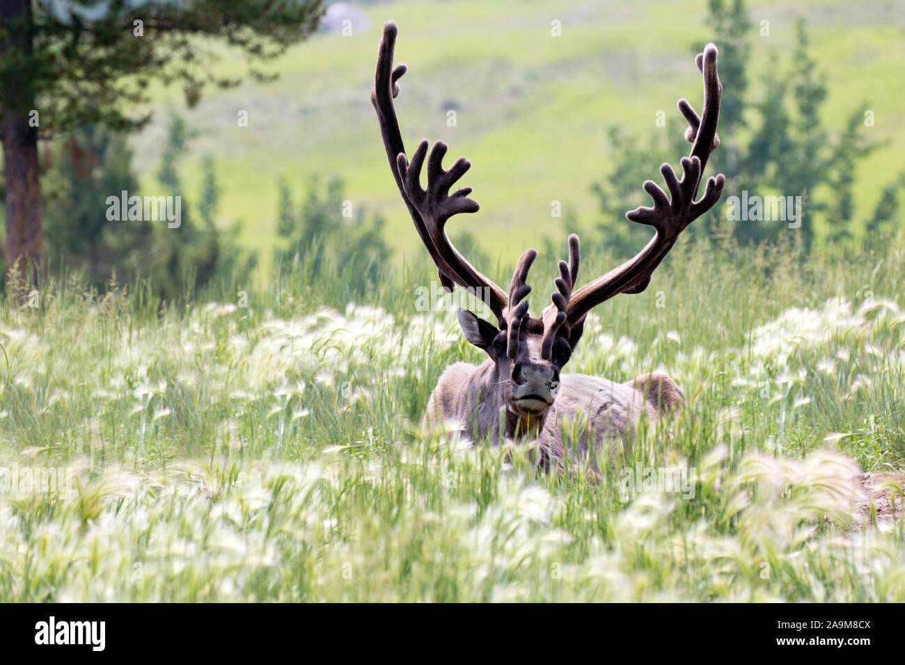 Caribou / Reindeer laying in a meadow. Stock Photo