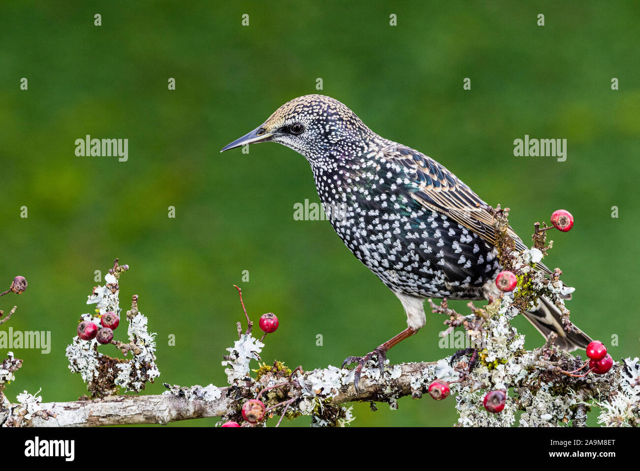 A foraging starling in autumn in mid Wales Stock Photo