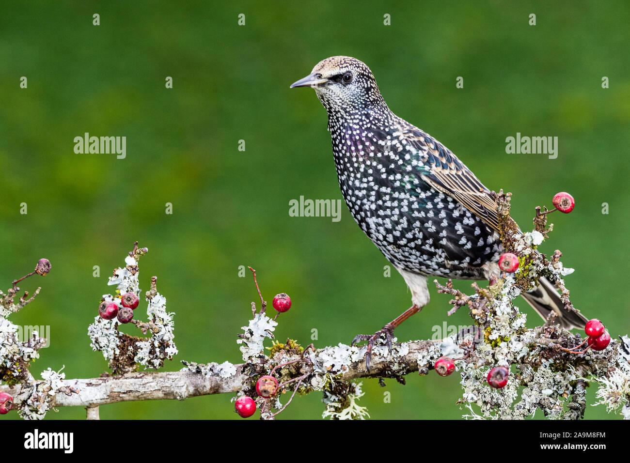 A foraging starling in autumn in mid Wales Stock Photo