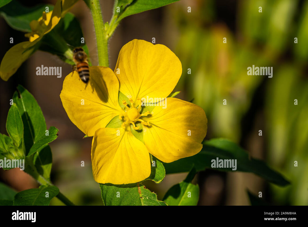 A honey bee getting some pollen from a beautiful yellow flower. Stock Photo
