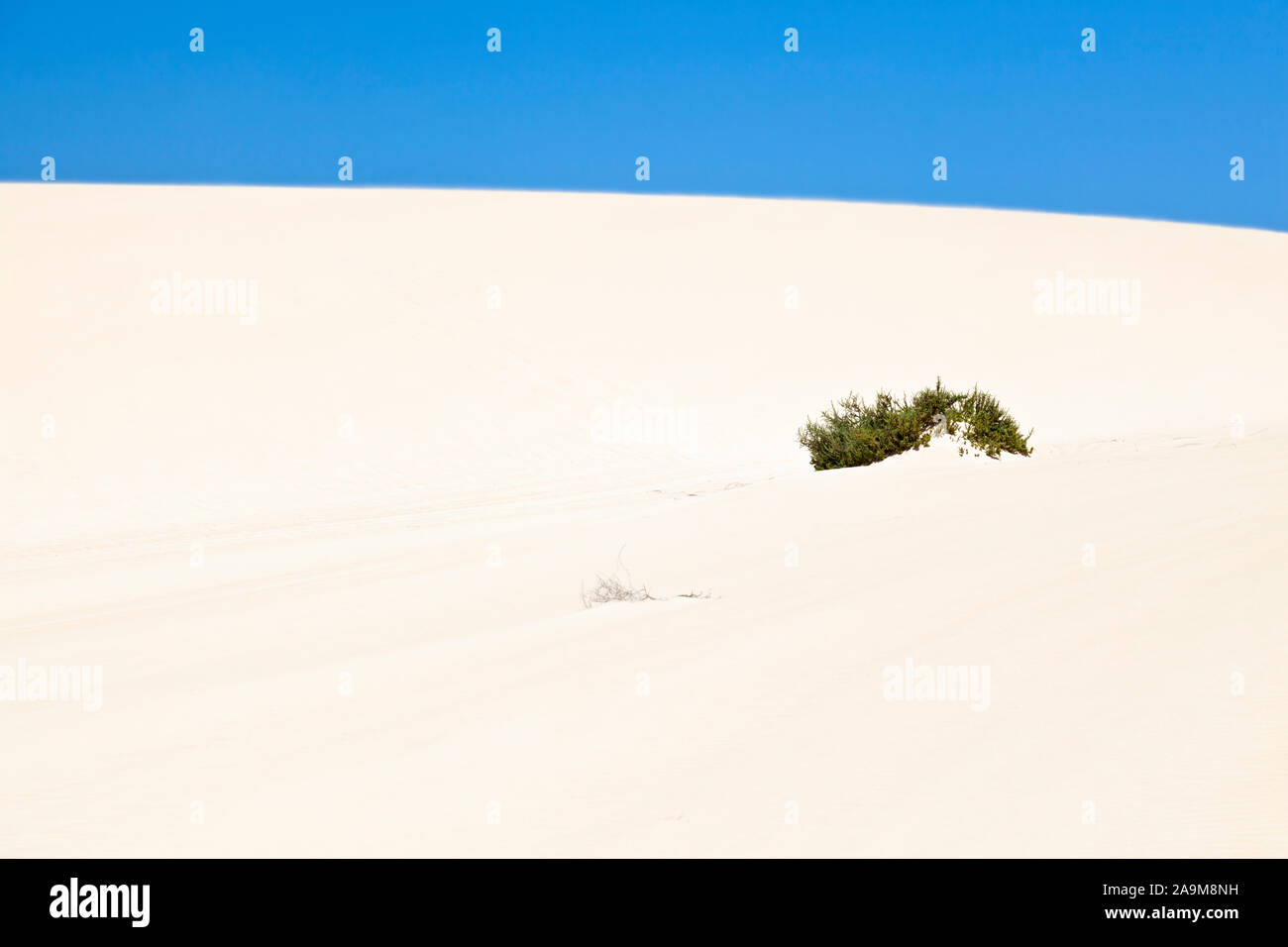 Bush in the sand dunes of Corralejo, Fuerteventura. Stock Photo