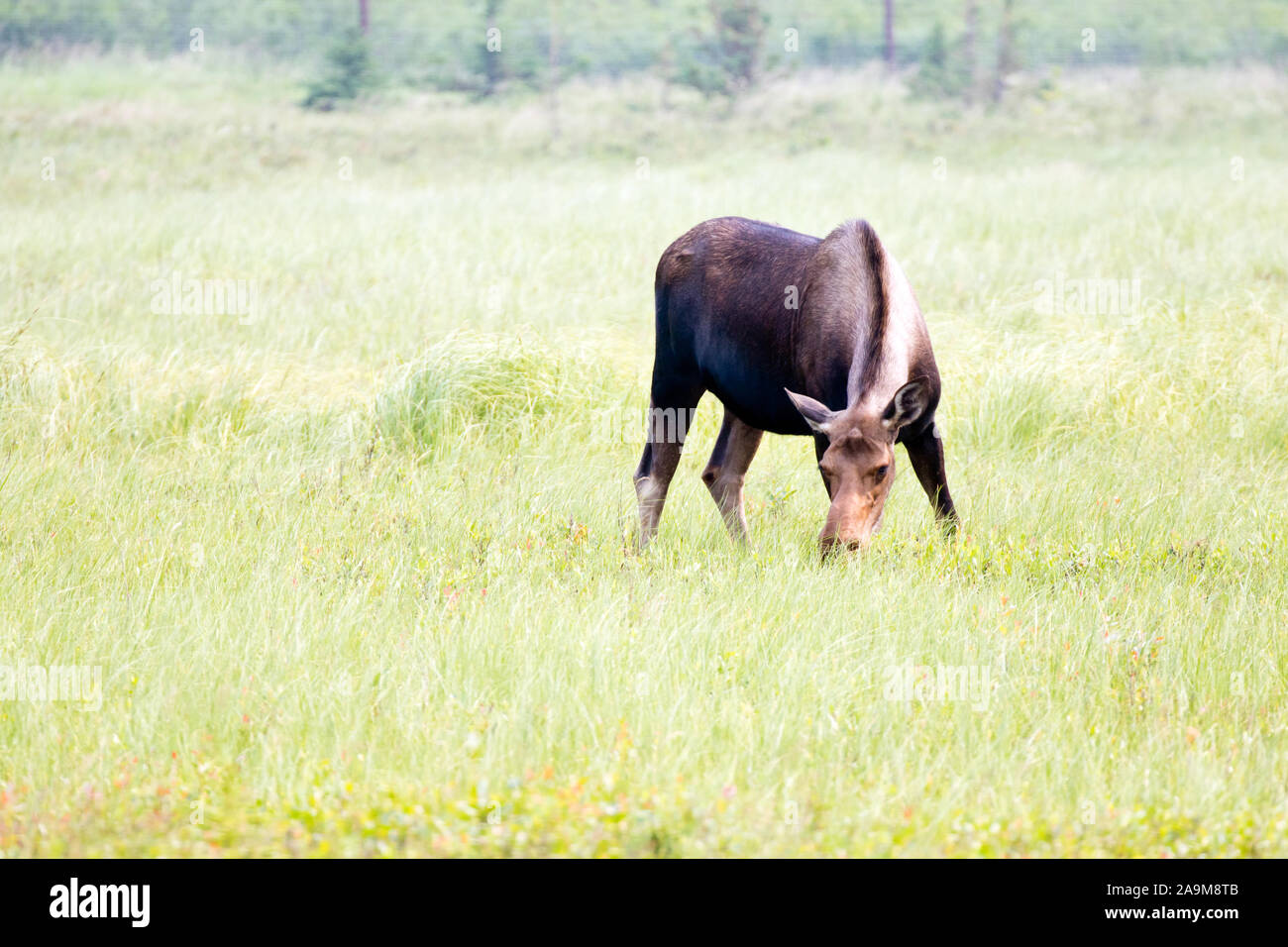 A young moose calf grazing in an open meadow in the Yukon, Canada. Stock Photo