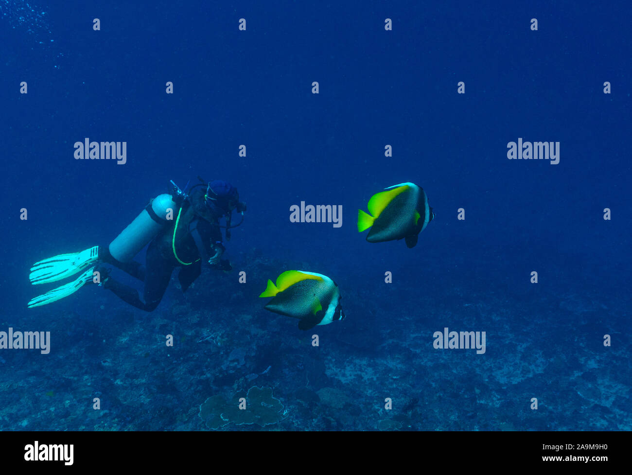 A scuba diver diving in the underwater paradise of Bali (Indonesia