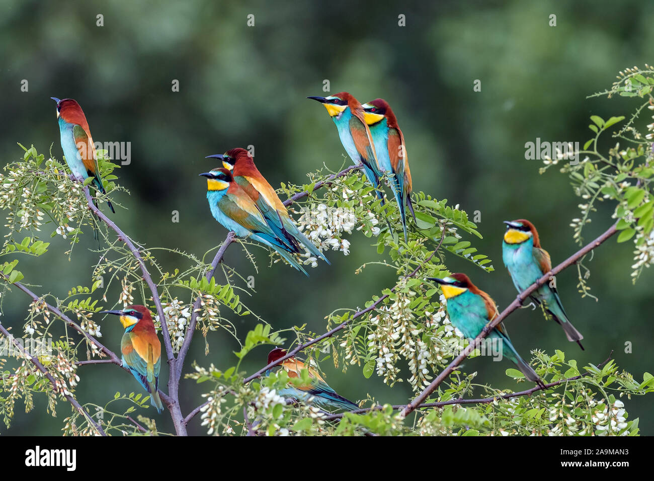 Bienenfresser (Merops apiaster) Stock Photo