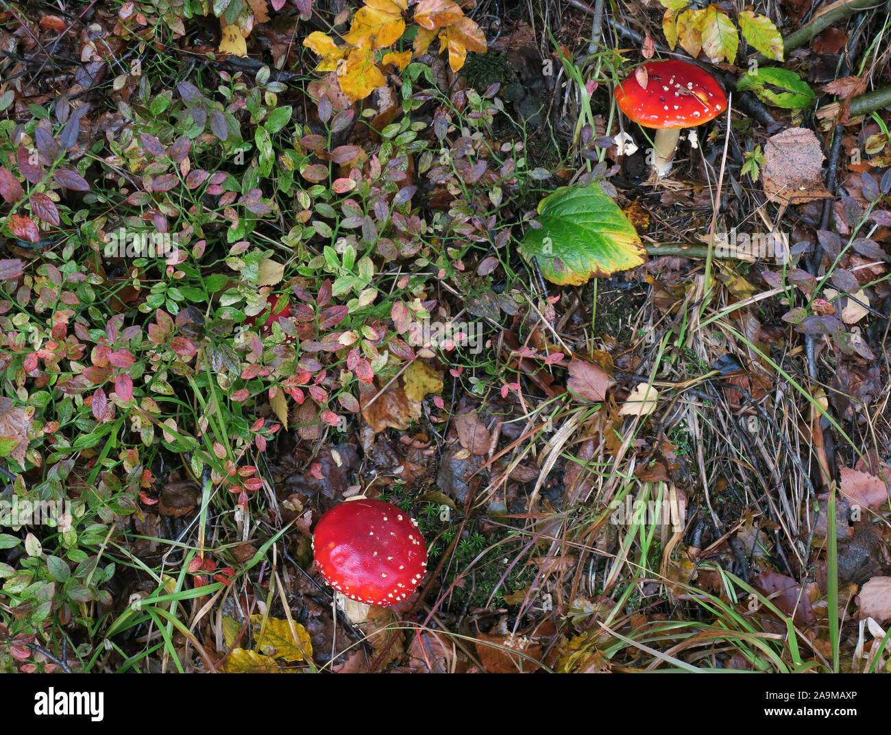 03 October 2019, Thuringia, Zella-Mehlis: Fly agarics grow in Ruppertstal next to autumn-coloured plants. Photo: Soeren Stache/dpa-Zentralbild/ZB Stock Photo