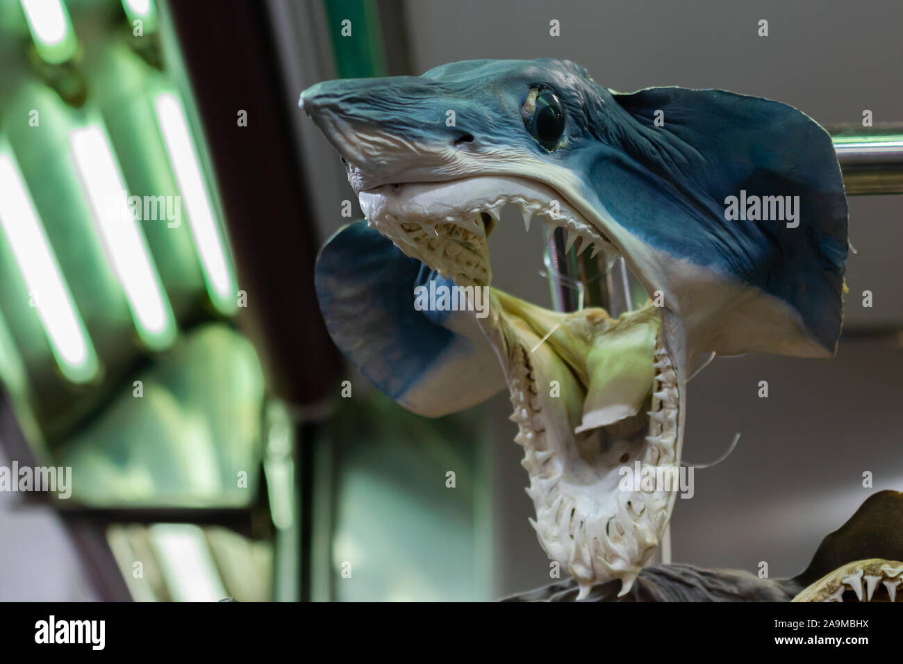Dissecated shark hanging from a market shop at Mercado Central in Valencia, Spain. Stock Photo
