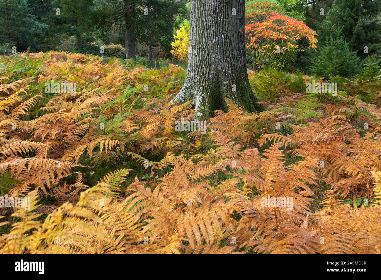 Bracken (pteridium) with lone tree trunk in Autumn colours Stock Photo