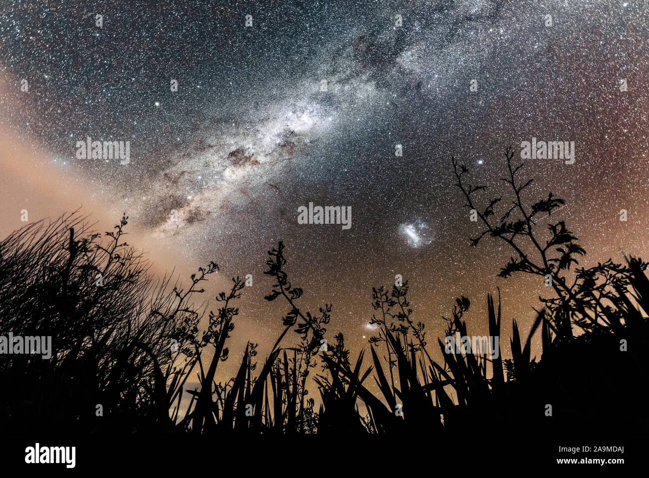 Silhouette of flax with Milky Way and Magellanic cloud Stock Photo
