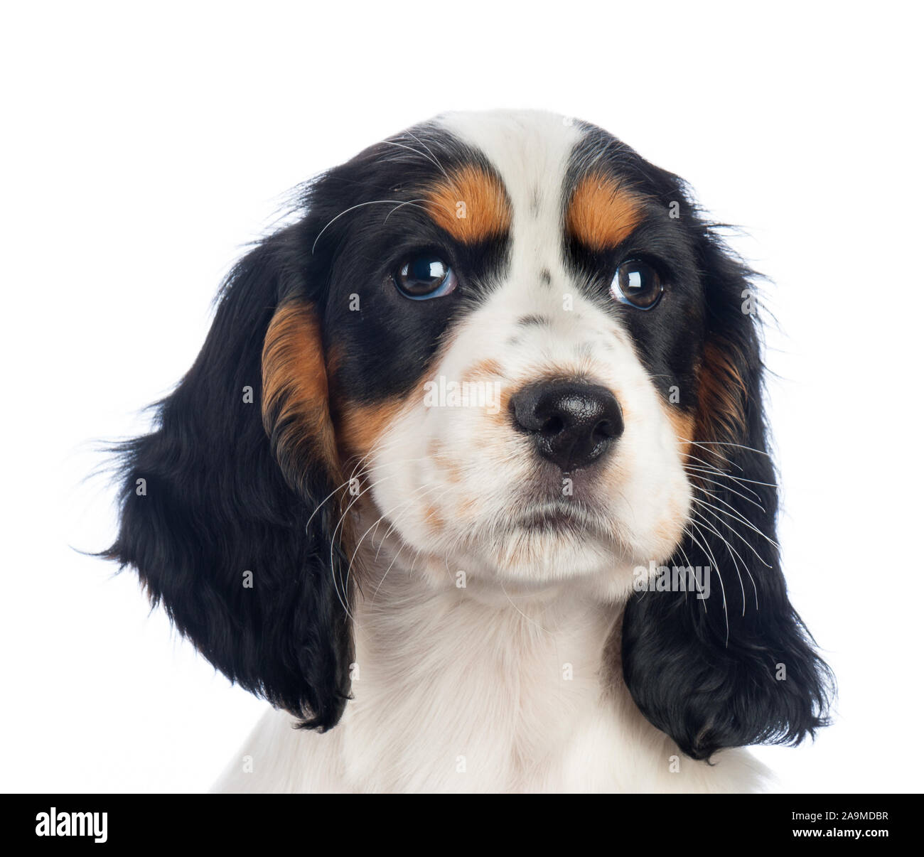 Black tan and white cocker spaniel sales