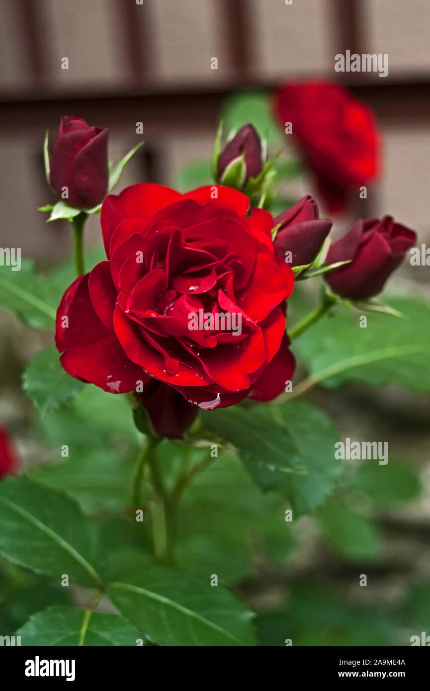 Wet red rose hi-res stock photography and images - Alamy