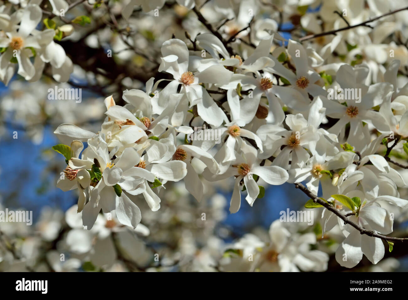 White magnolia flowers close hi-res stock photography and images - Alamy