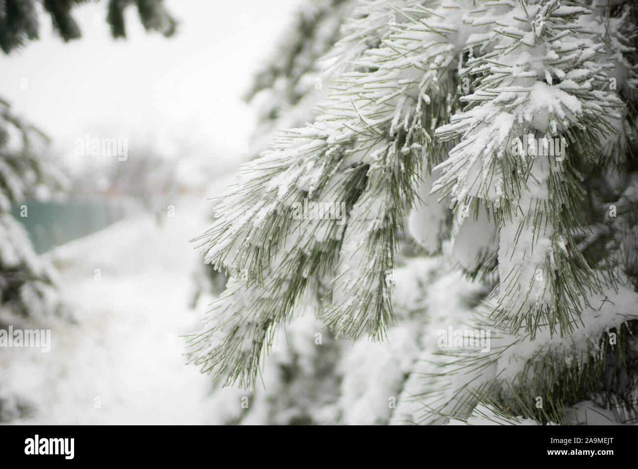 White fluffy snow on green pine needles. Stock Photo