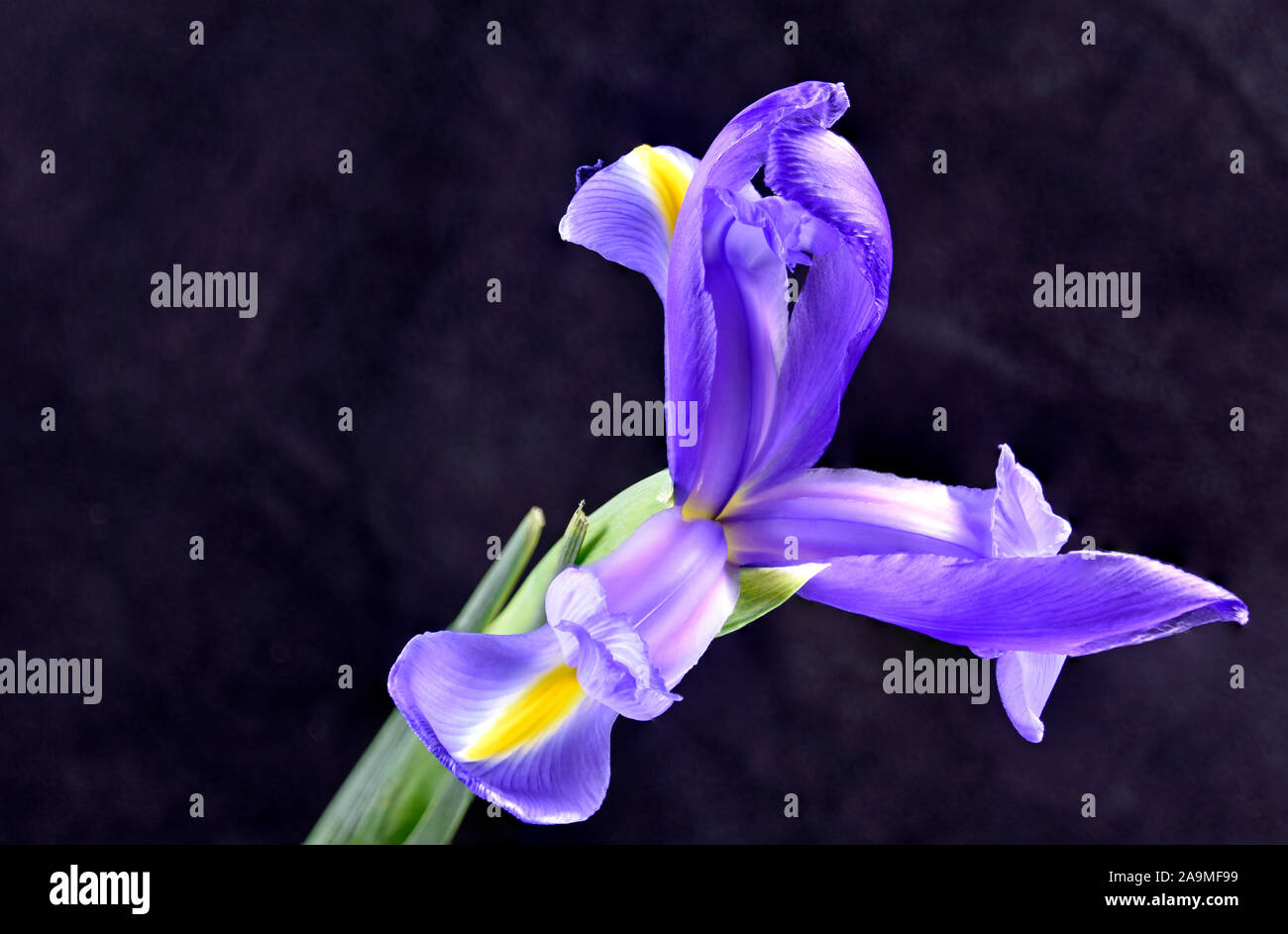 Blue Flag Iris Versicolor curve and color study on Dark Background. Stock Photo