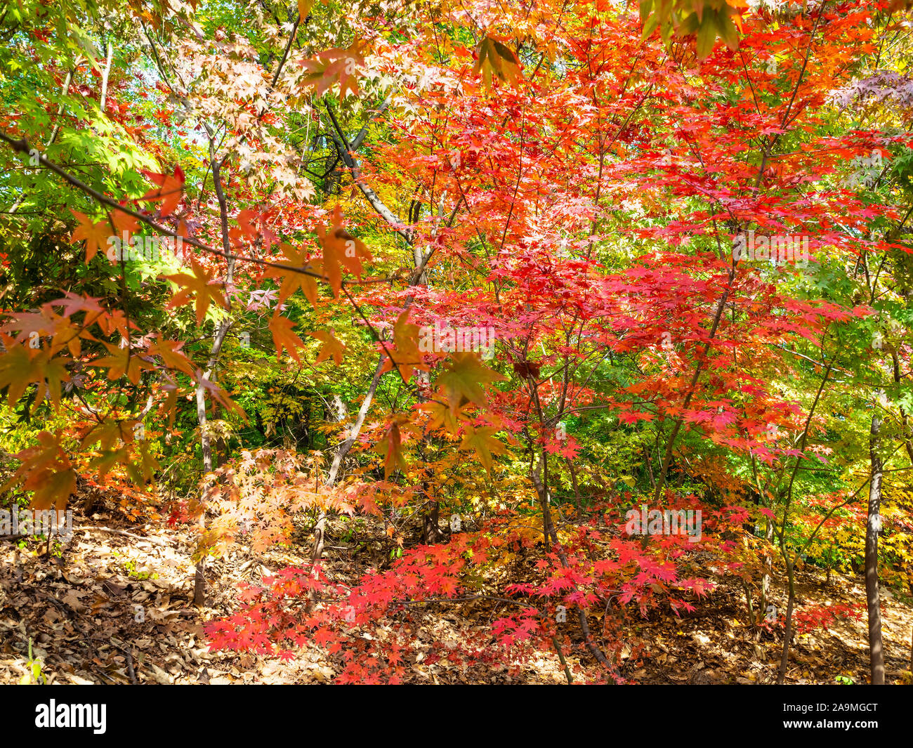 travel to South Korea - red Japanese Maple tree (acer palmatum) in Huwon garden in Seoul city on sunny autumn day Stock Photo