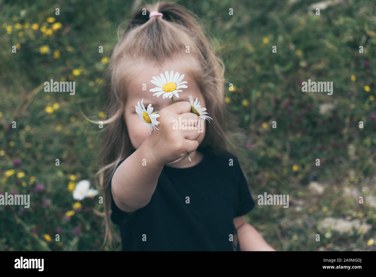 Little girl with chamomile flowers in her hand Stock Photo - Alamy