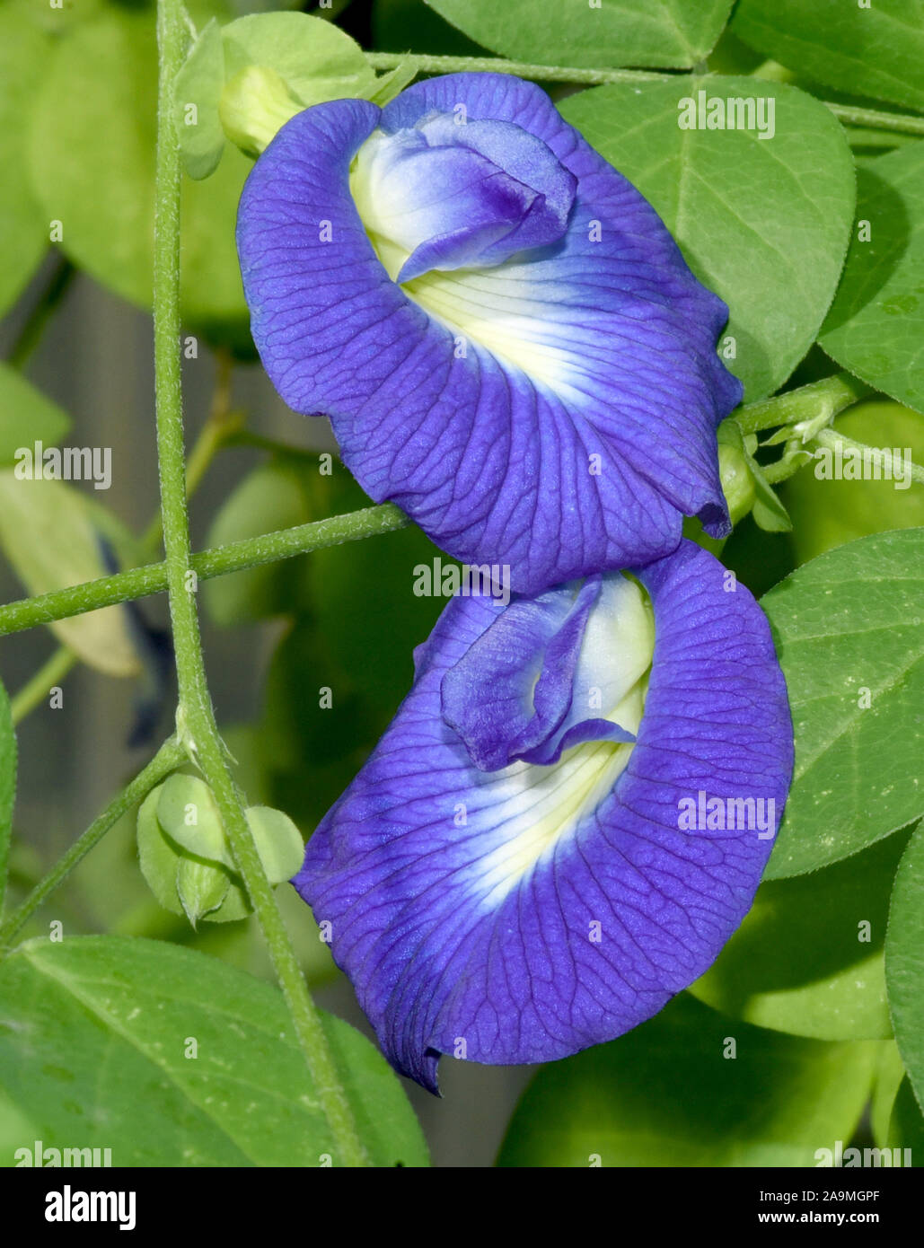 Kordofanerbse, Clitoria ternatia, ist ein Erbsen aehnliches Gemuese. Kordofan pea, Clitoria ternatea, is a peas-like vegetable. Stock Photo