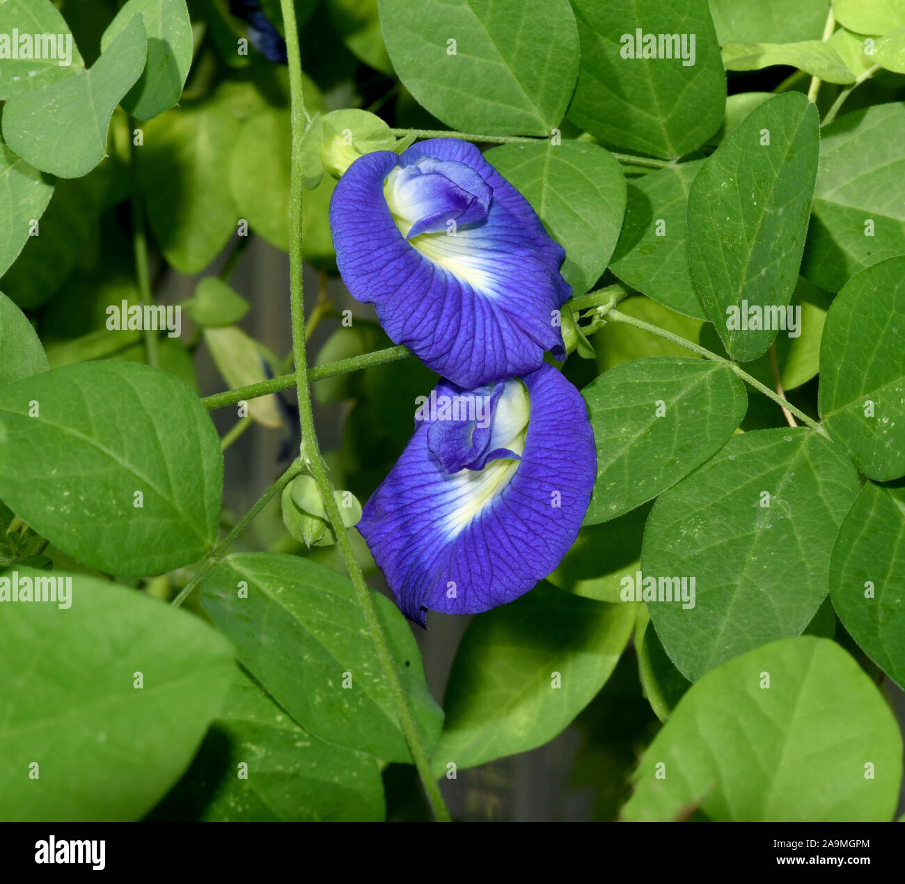 Kordofanerbse, Clitoria ternatia, ist ein Erbsen aehnliches Gemuese. Kordofan pea, Clitoria ternatea, is a peas-like vegetable. Stock Photo