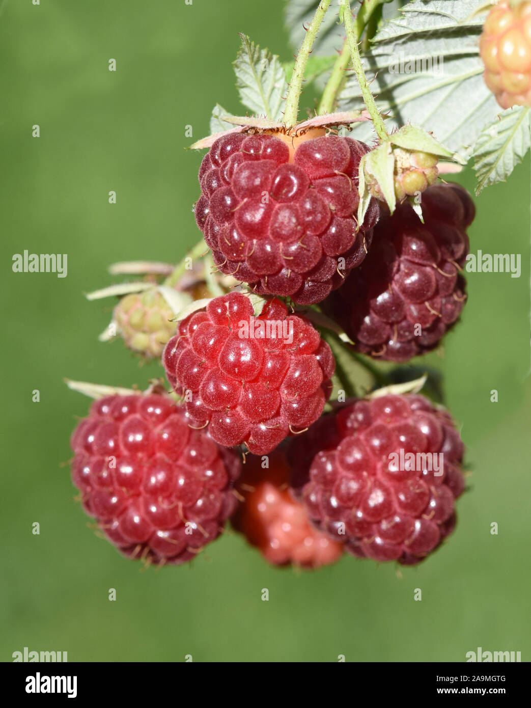 Himbeere ist eine rote Waldfrucht, die sehr gesund ist und gut schmeckt ...